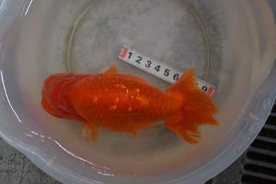 画像3: ランチュウ（３歳）