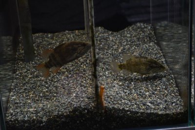 画像1: オヤニラミ成魚（１０cm±）