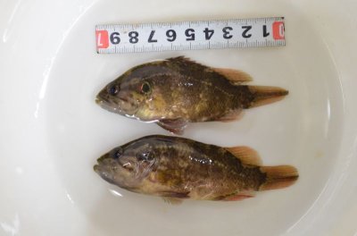 画像2: オヤニラミ成魚（１０cm±）