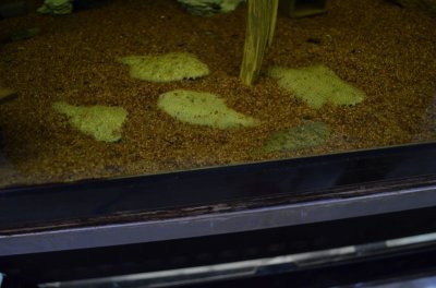 画像2: 南米淡水カレイ