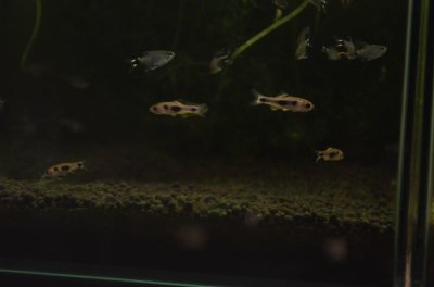 画像3: バタフライバルブ １ペア