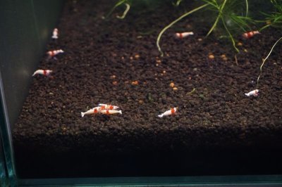画像3: レッドビーシュリンプ ５匹