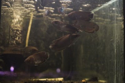画像1: クテノポマ・オケラータム