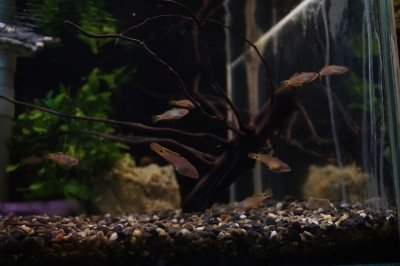 画像2: トロピカルカープガジョン(10cm±)WILDインドネシア
