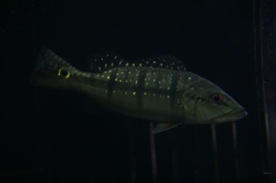 画像1: キクラ・メラニアエ（１３cm±）