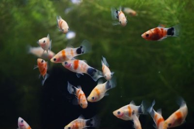 画像1: タイガーミッキーマウスプラティ ５匹