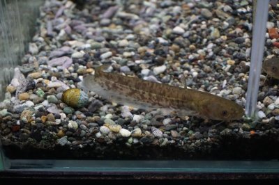 画像2: ニホンナマズ幼魚