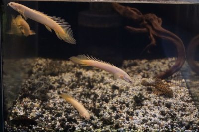 画像3: Ｐｏ．ロングフィンホワイトセネガルス