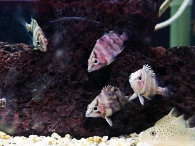 画像1: ダトニオ プラスワン(5cm±)WILD