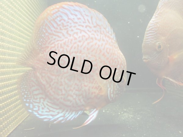 画像2: ディスカス オリエンタルドリーム×ファイヤールビー 1ペア(14cm±) (2)