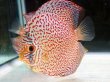 画像1: ディスカス スーパー太陽城 ロイヤルリングレオパード 1ペア(12cm±) (1)