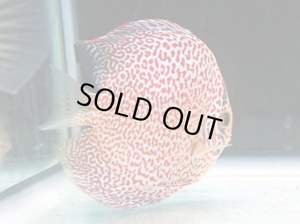 画像2: ディスカス スーパー太陽城 ロイヤルリングレオパード 1ペア(12cm±) (2)