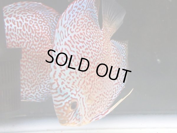 画像4: ディスカス スーパー太陽城 ロイヤルリングレオパード 1ペア(12cm±) (4)