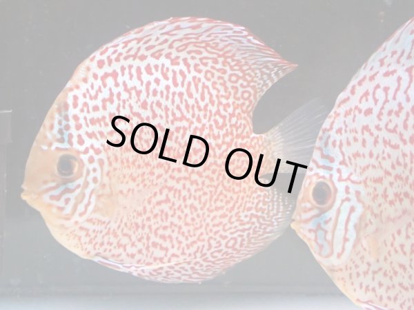 画像3: ディスカス スーパー太陽城 ロイヤルリングレオパード 1ペア(12cm±) (3)