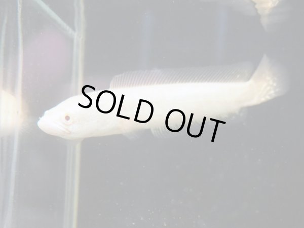 画像2: アルビノカムルチー (2)