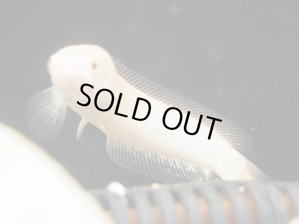 画像3: アルビノカムルチー (3)