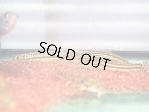 画像2: スジシマドジョウ (2)