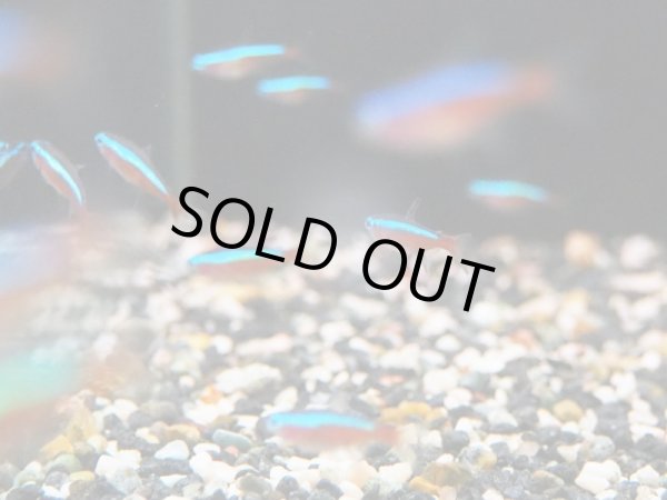 画像3: カージナルテトラ 10匹 (3)