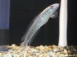 画像2: チャンナ マルリオイデス(6cm±)WILDサンピット川産 (2)