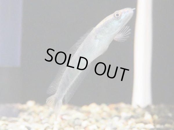 画像2: チャンナ マルリオイデス(6cm±)WILDサンピット川産 (2)