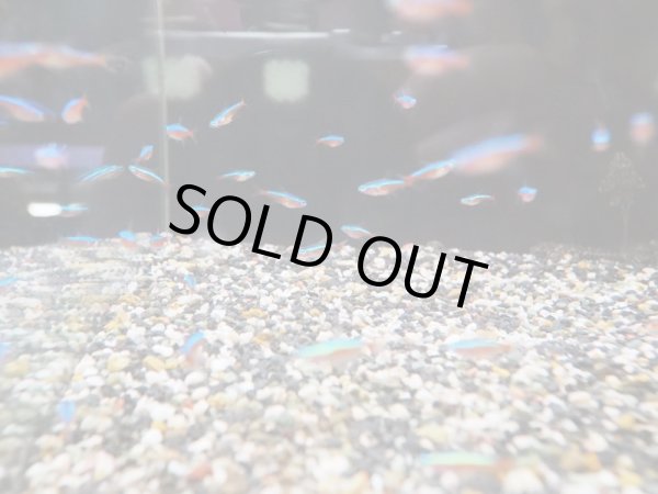 画像2: カージナルテトラ 10匹 (2)