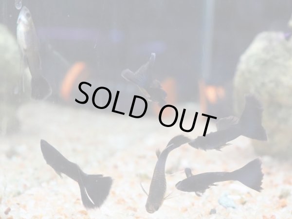 画像3: 国産グッピー フルブラック リボン トリオ (3)