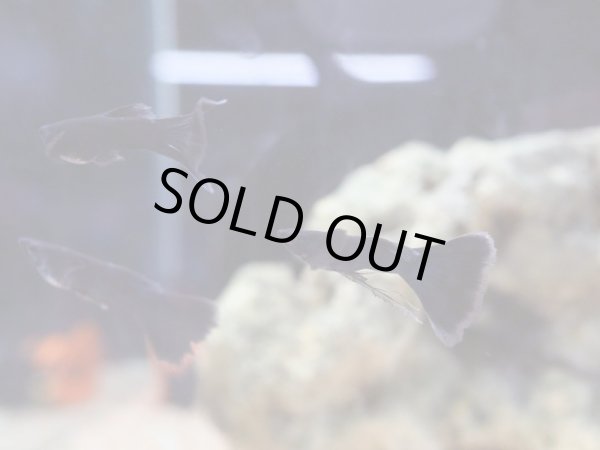 画像2: 国産グッピー フルブラック リボン トリオ (2)