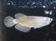 画像1: ノーザンバラムンディ(10cm±)WILD (1)