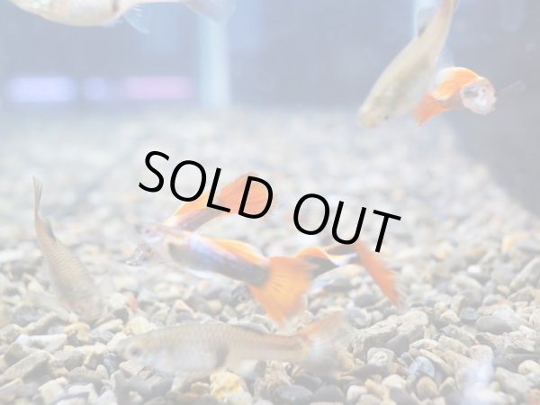 画像2: 国産グッピー レッドフェニックス 1ペア (2)