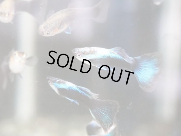 画像4: 国産グッピー シンガーブルーネオンタキシード 1ペア (4)