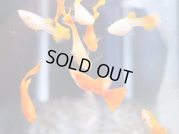 画像3: 国産グッピー RREA フルレッド 1ペア (3)