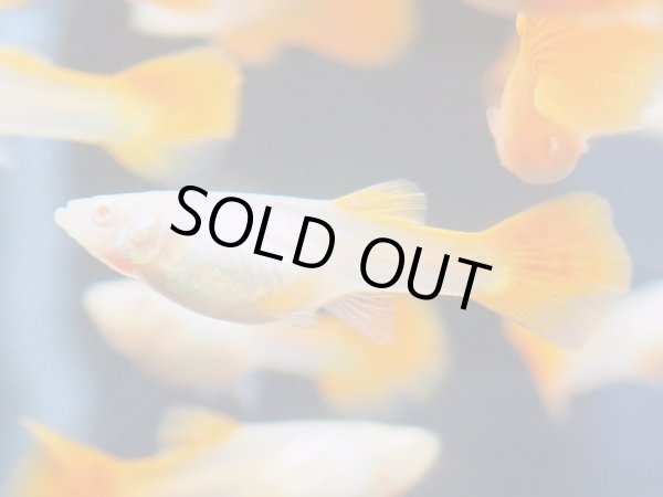 画像2: 国産グッピー RREA フルレッド 1ペア (2)