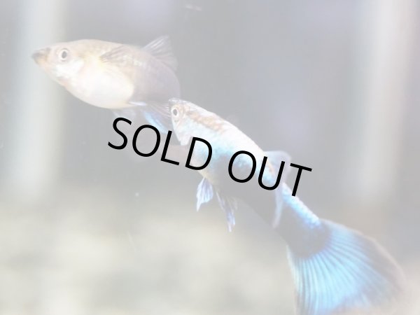 画像3: 国産グッピー シンガーブルーネオンタキシード 1ペア (3)