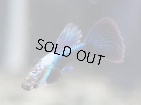 画像2: 国産グッピー シンガーブルーネオンタキシード 1ペア (2)