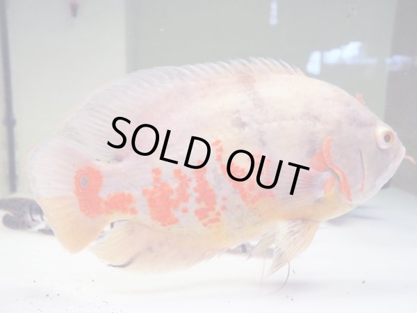 画像3: アルビノオスカー(25cm±) (3)