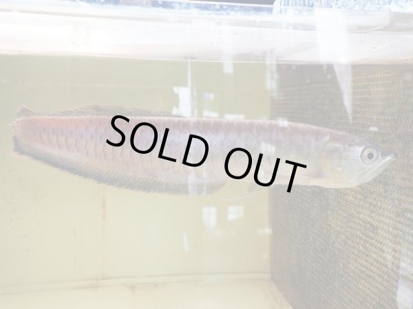 画像3: ブラックアロワナ(40cm±) (3)