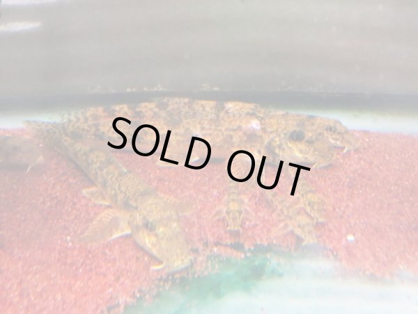 画像2: カマツカ (2)