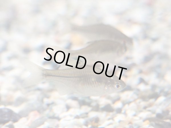 画像2: カゼトゲタナゴ (2)