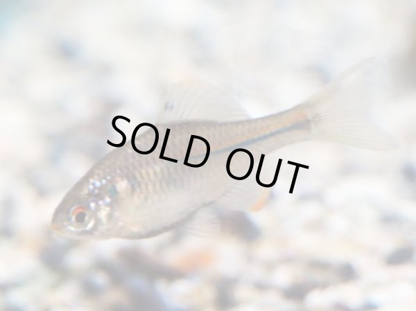 画像3: カゼトゲタナゴ (3)