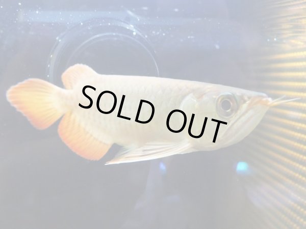 画像3: アジアアロワナ スーパーレッド 血紅龍(17cm±) (3)