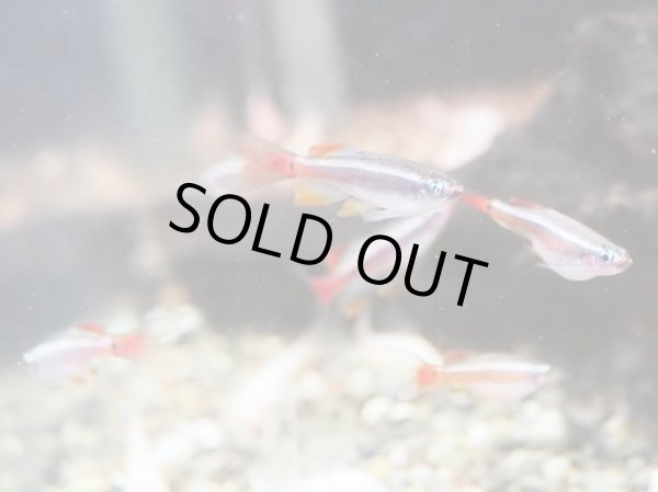 画像4: アカヒレ ロングフィン (4)