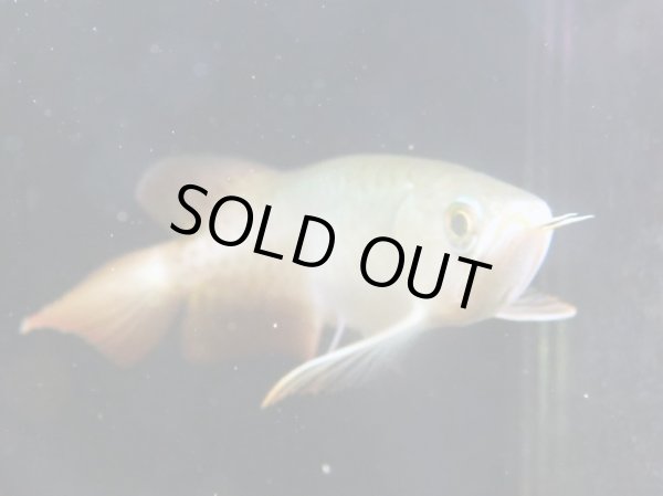 画像5: アジアアロワナ スーパーレッド 血紅龍(21cm±) (5)