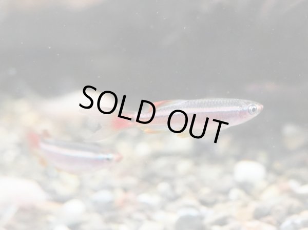 画像3: アカヒレ ロングフィン (3)