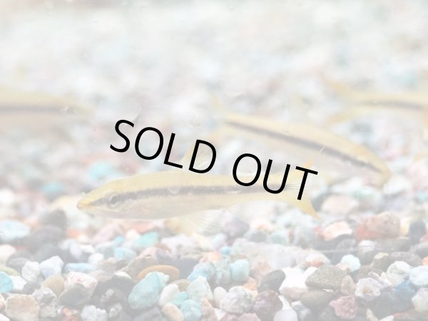 画像2: ムギツク(5cm±) (2)