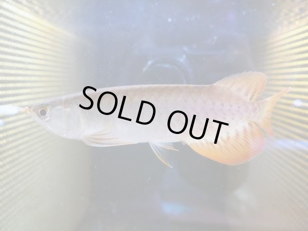 画像2: アジアアロワナ スーパーレッド 血紅龍(17cm±) (2)