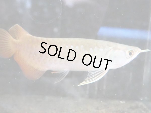 画像4: アジアアロワナ スーパーレッド 血紅龍(21cm±) (4)