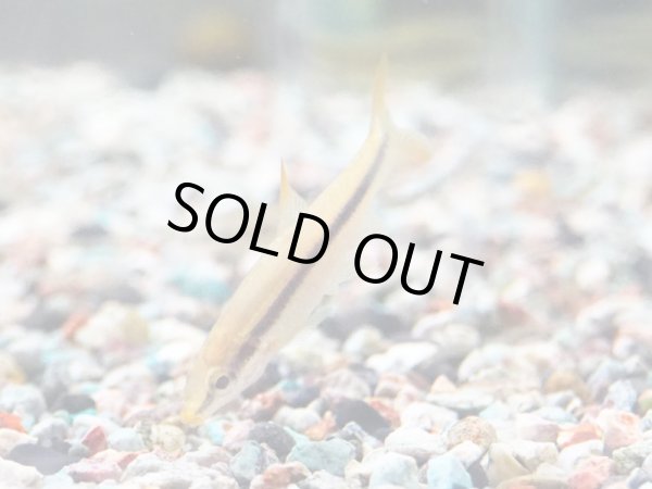 画像4: ムギツク(5cm±) (4)