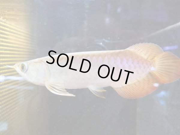 画像3: アジアアロワナ スーパーレッド 血紅龍(21cm±) (3)