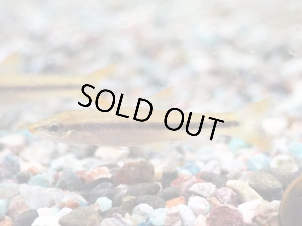 画像3: ムギツク(5cm±) (3)