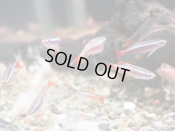 画像2: アカヒレ ロングフィン (2)